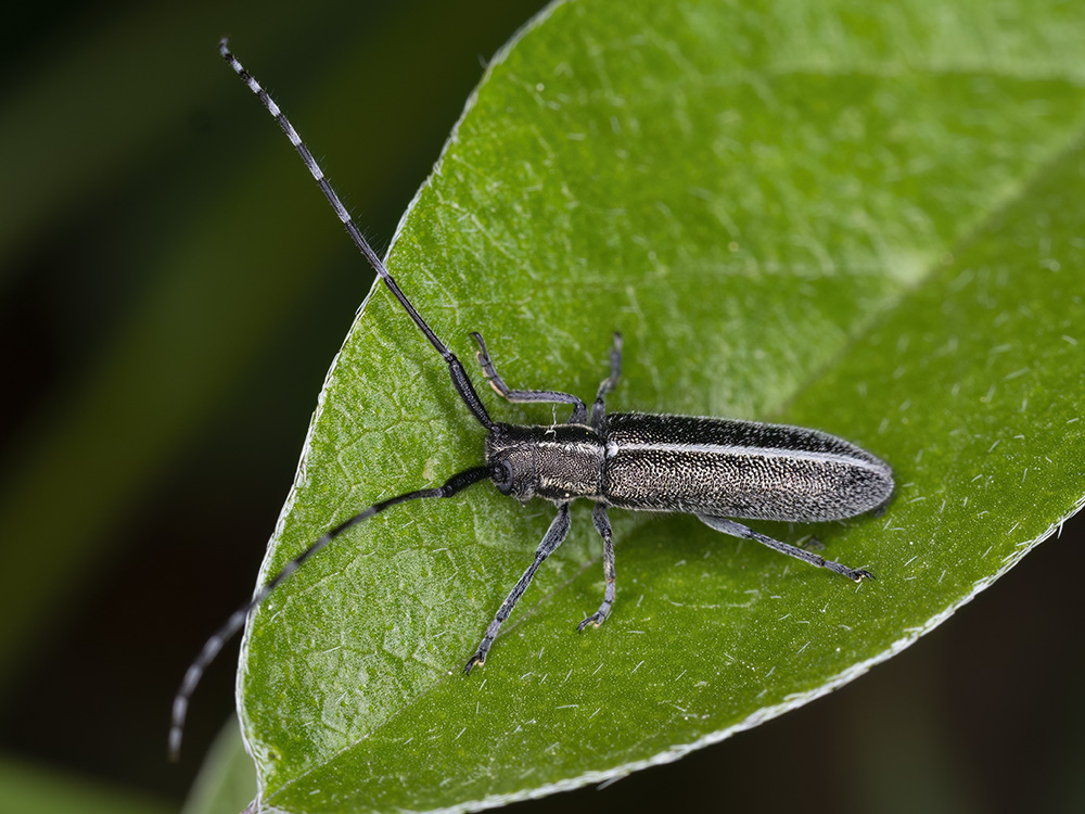 Cerambycidae: Agapanthia cardui